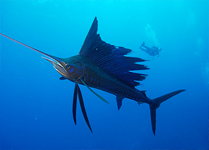 deep sea fishing mauritius